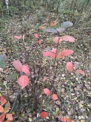 Aronia mitschurinii