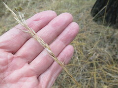Achnatherum sibiricum