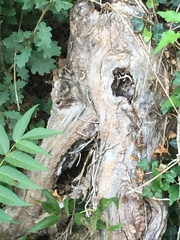 Hedera helix