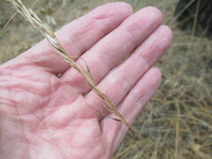 Achnatherum sibiricum