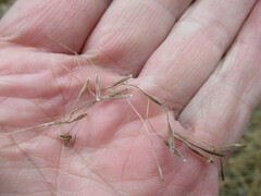 Achnatherum sibiricum