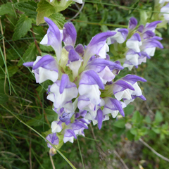 Scutellaria alpina