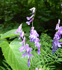 Vicia tenuifolia