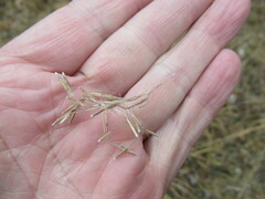 Achnatherum sibiricum