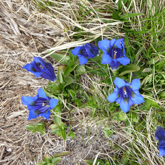 Gentiana acaulis