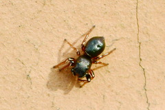 Heliophanus