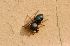 Heliophanus