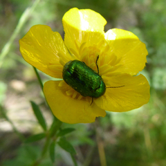 Cryptocephalus sericeus
