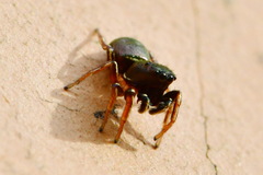 Heliophanus