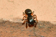 Heliophanus