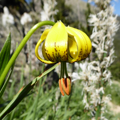 Lilium pyrenaicum