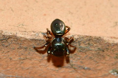 Heliophanus
