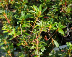Rhododendron hirsutum