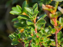 Rhododendron hirsutum