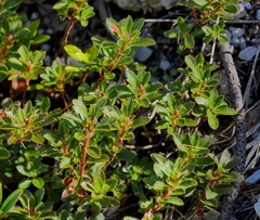 Rhododendron hirsutum