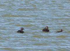 Melanitta stejnegeri