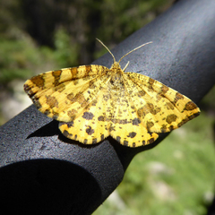 Pseudopanthera macularia