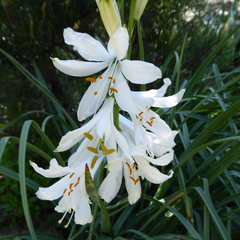 Paradisea liliastrum