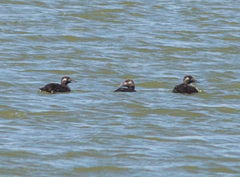 Melanitta stejnegeri