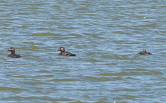 Melanitta stejnegeri