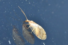 Hemerobiidae