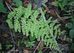 Adiantum concinnum