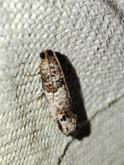 Notocelia incarnatana