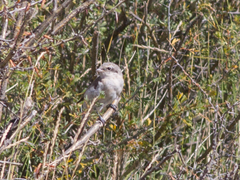 Lanius isabellinus
