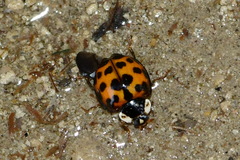 Harmonia axyridis