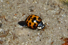 Harmonia axyridis