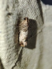 Notocelia incarnatana