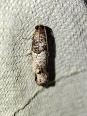 Notocelia incarnatana