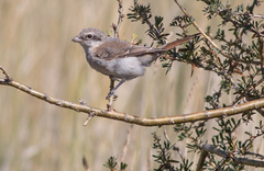 Lanius isabellinus