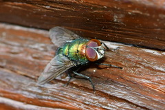 Lucilia