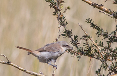 Lanius isabellinus