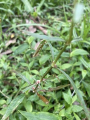 Alternanthera denticulata