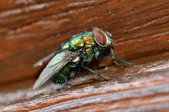 Lucilia