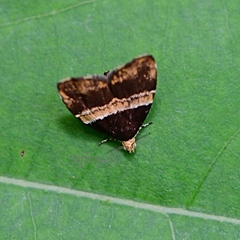 Choreutis basalis