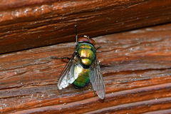 Lucilia