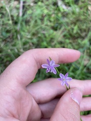Arthropodium