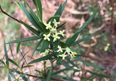 Pimelea microcephala