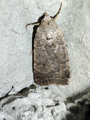 Caradrina clavipalpis