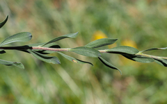 Solidago velutina