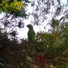 Trichoglossus chlorolepidotus