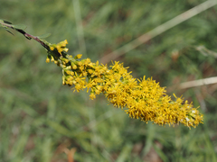 Solidago velutina