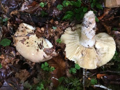 Russula veternosa