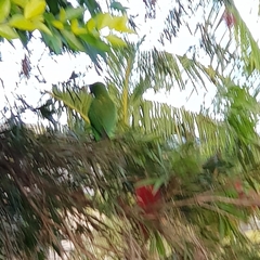 Trichoglossus chlorolepidotus