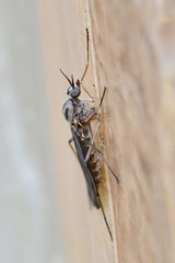 Anisopodidae