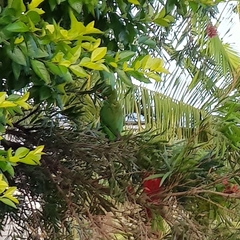 Trichoglossus chlorolepidotus