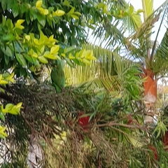 Trichoglossus chlorolepidotus